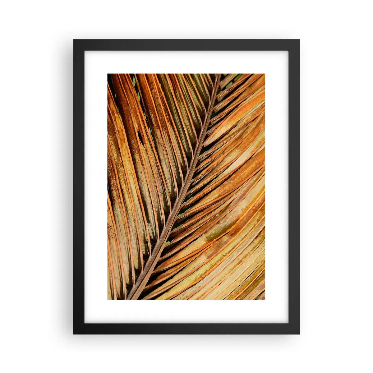 Affisch i svart ram - Kokosguld - 30x40 cm