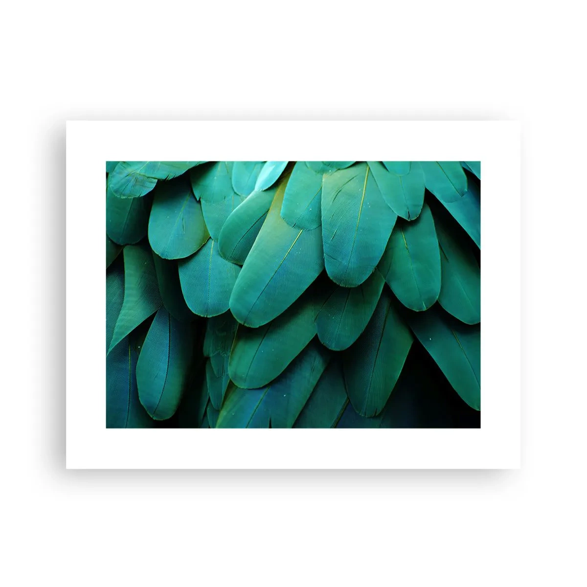 Affisch - Precision av papegojans natur - 40x30 cm