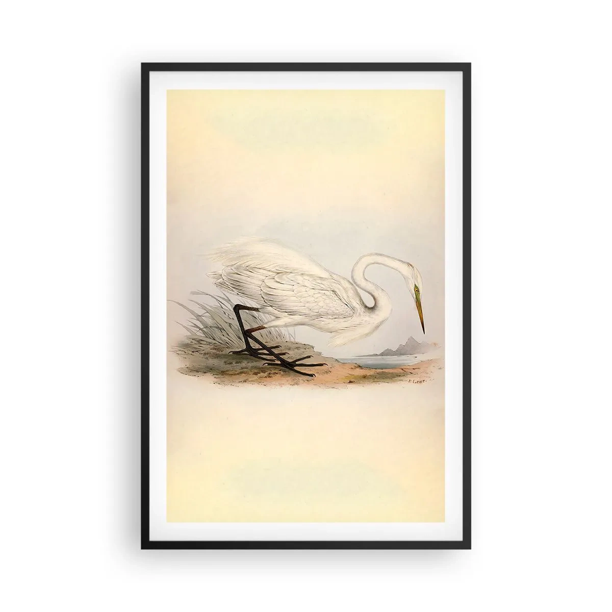 Affisch i svart ram - En dam i vassen - 61x91 cm