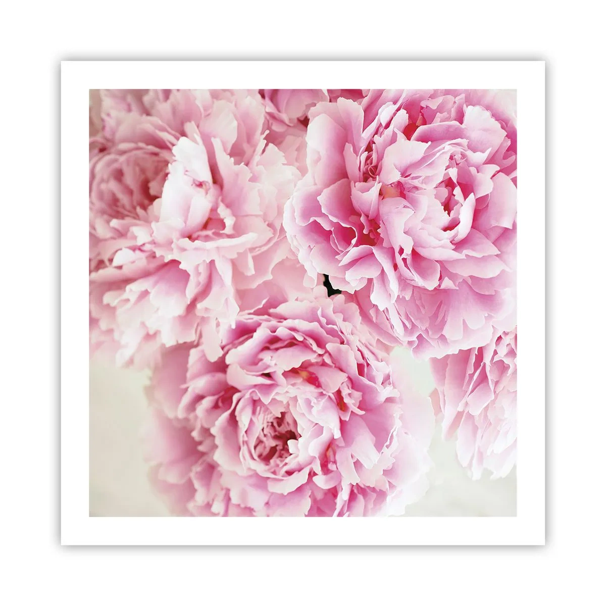 Affisch - Rosa prakt - 60x60 cm
