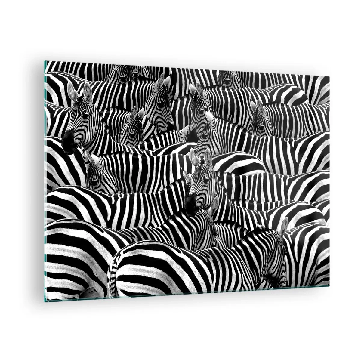 Glastavla - Bild på glas - En flock zebror i monokrom - 70x50cm - Randig grupporträtt - Modern väggdekoration för vardagsrum och sovrum ARTTOR
