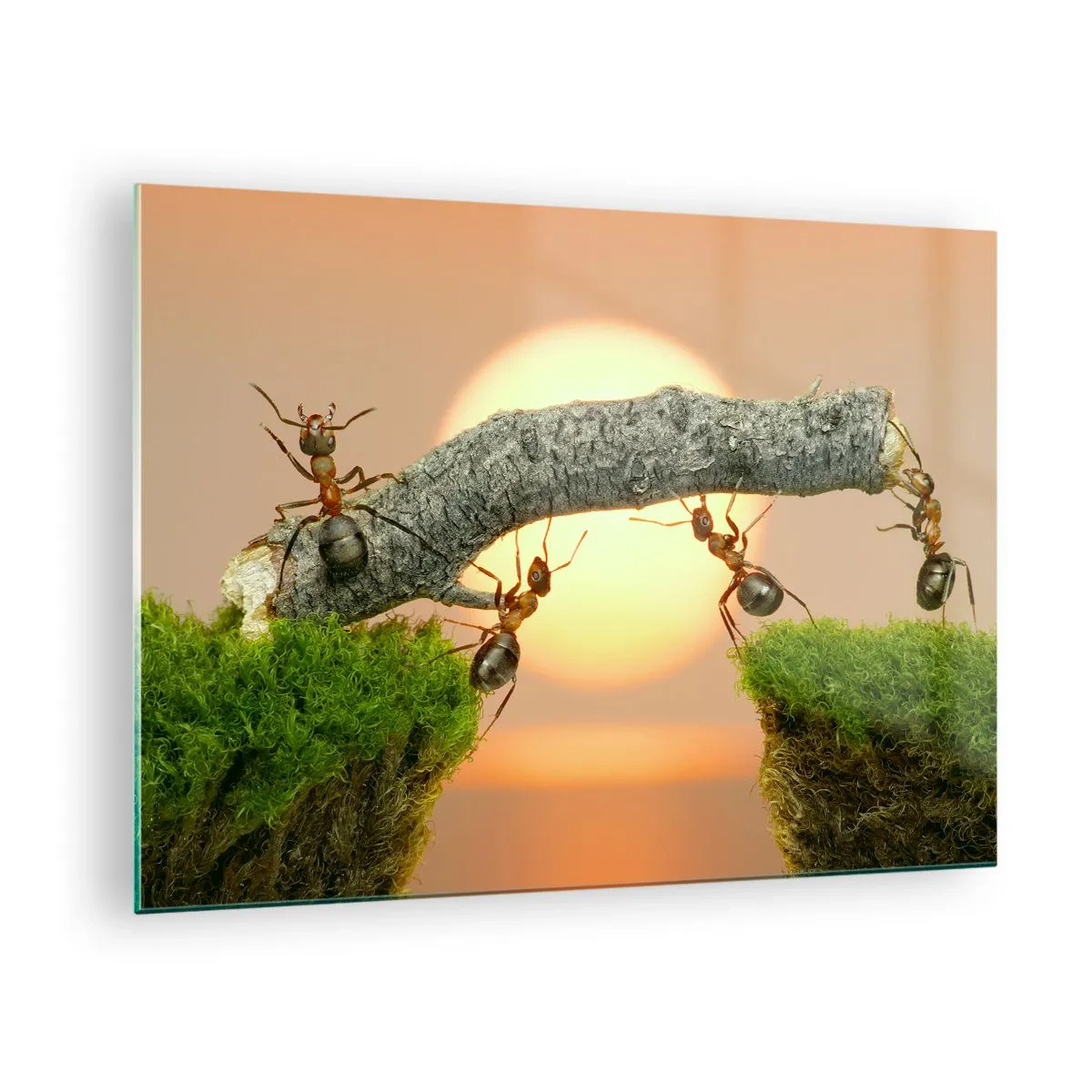 Glastavla - Bild på glas - Myror bygger en bro vid solnedgången - 70x50cm - Glatt, gemensamt arbete - Modern väggdekoration för vardagsrum och sovrum ARTTOR