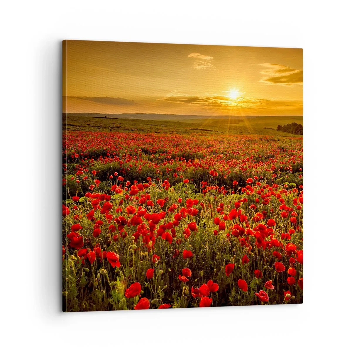 Canvastavla - Bild på duk - Bland brusande ängars vågor, bland blommornas flod - 60x60 cm