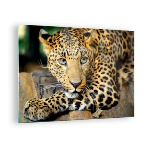 Glastavla - Bild på glas - Leopard som vilar på en träyta - 70x50cm - Var inte rädd, kom fram - Modern väggdekoration för vardagsrum och sovrum ARTTOR