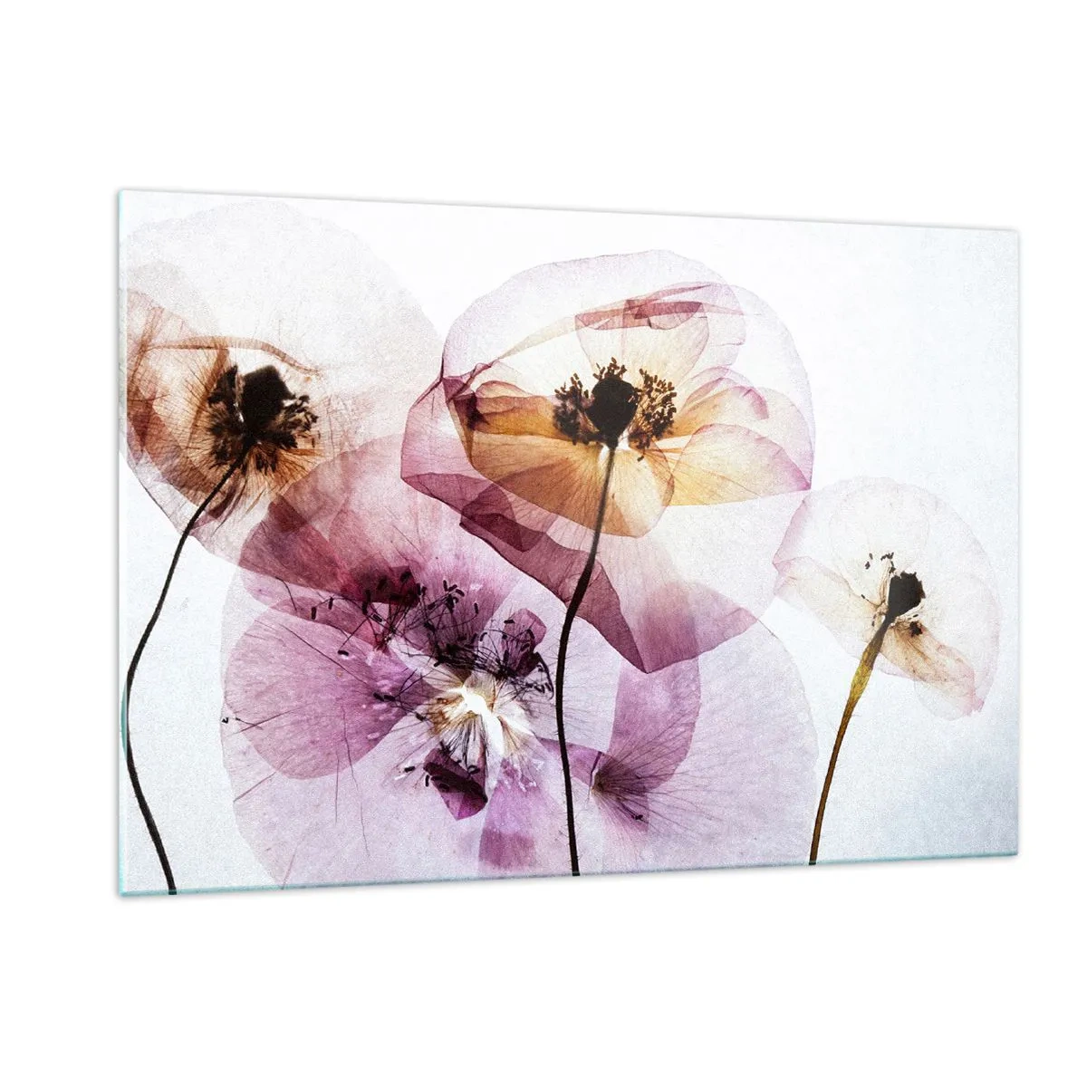 Glastavla - Bild på glas - Blommornas transparenta kroppar - 120x80 cm