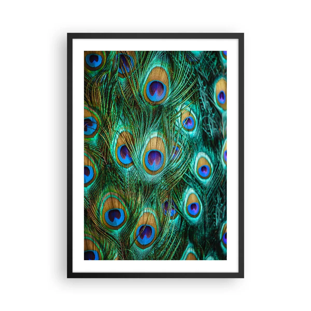 Affisch i svart ram - Påfågelfjädrar i intensiva färger - 50x70cm - Påfågels blick - Modern väggdekoration för vardagsrum och sovrum ARTTOR