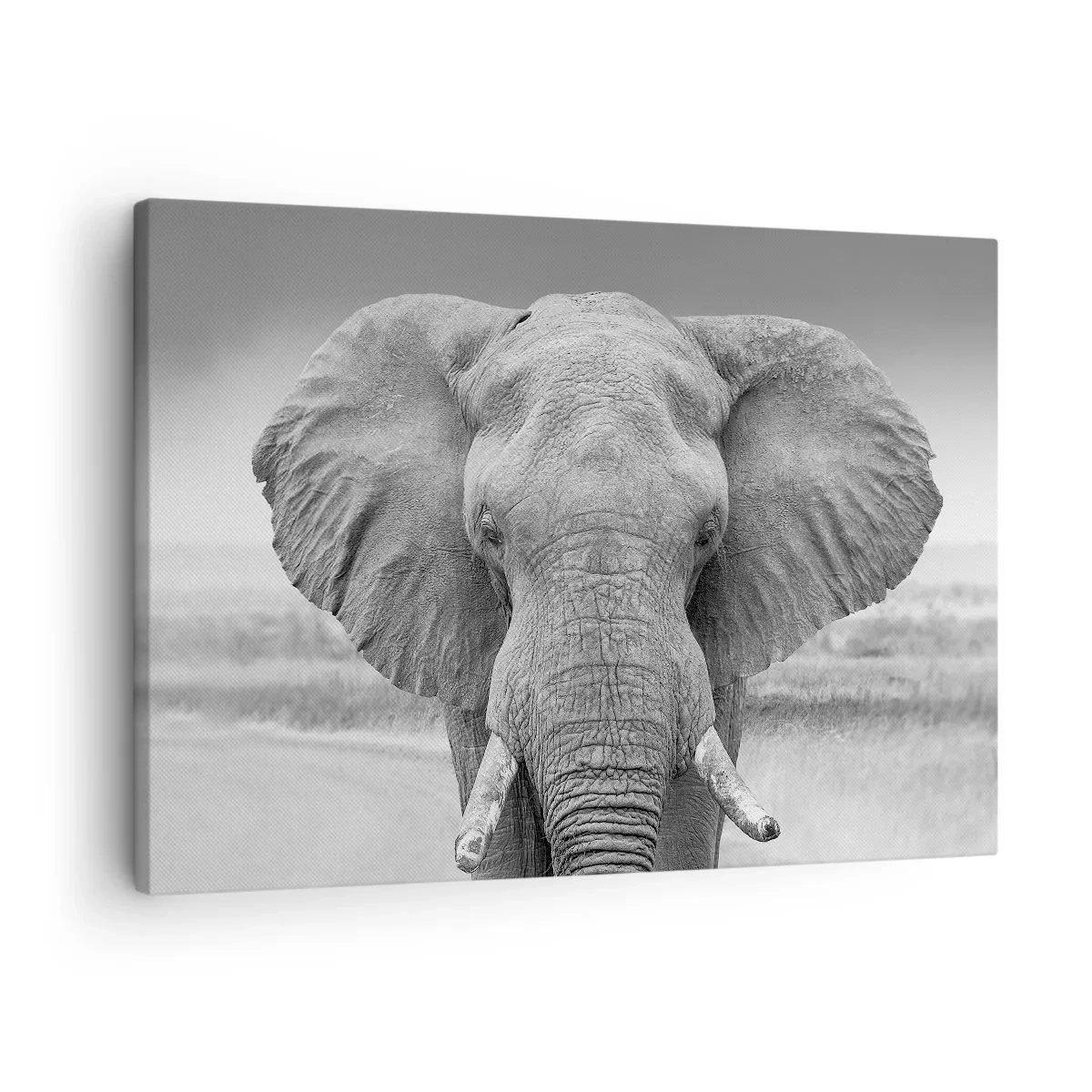Canvastavla - Bild på duk - Porträtt av en elefant i svartvitt - 70x50cm - Välkommen till min värld - Modern väggdekoration för vardagsrum och sovrum ARTTOR