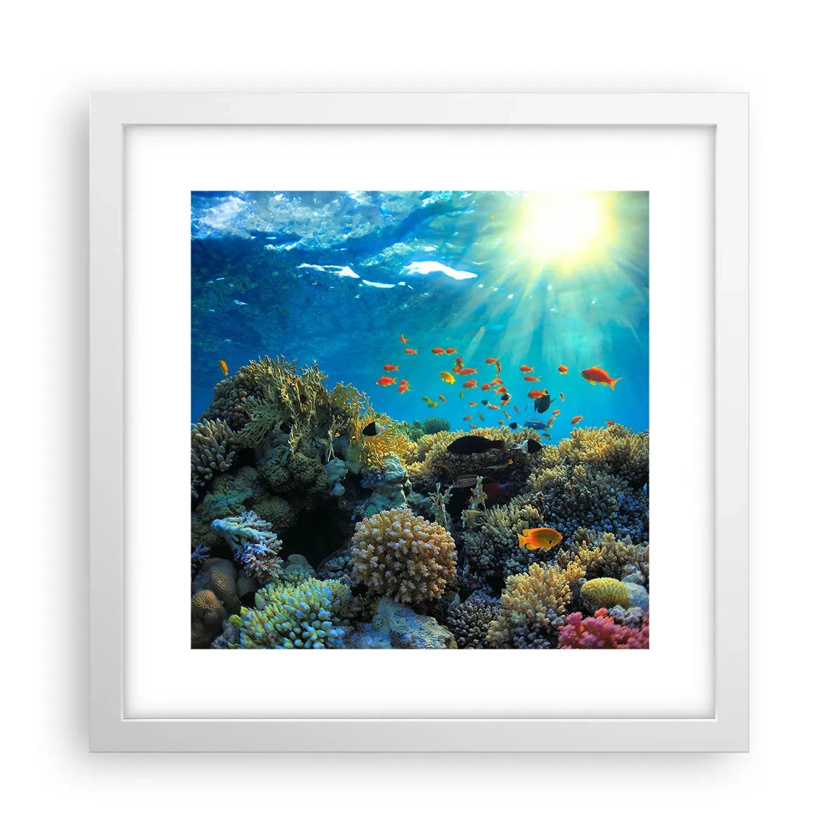 Affisch i vit ram - Undervatenskatter - 30x30 cm