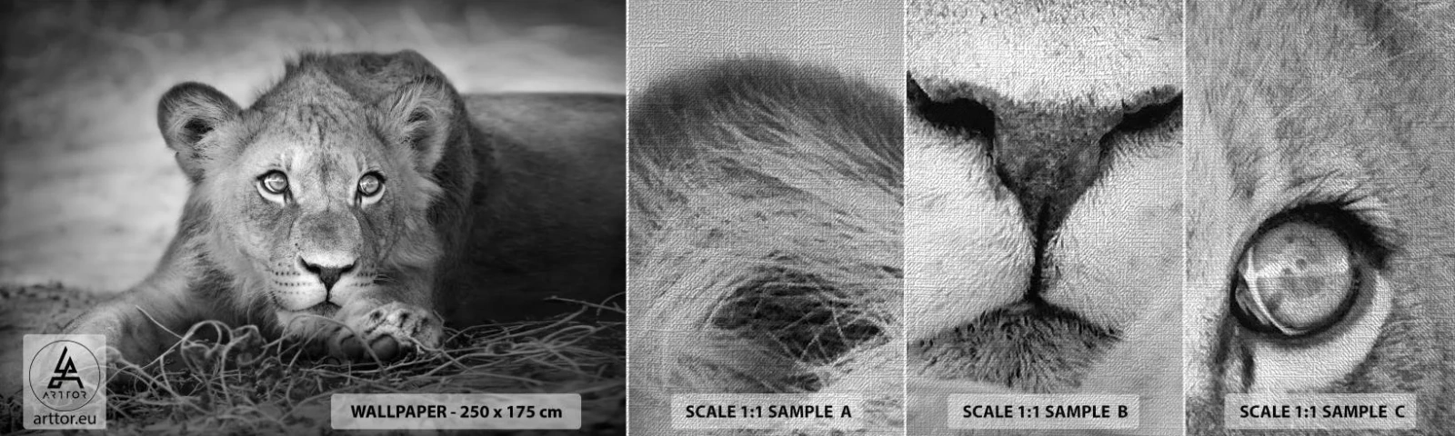 Provbit av fototapet Premium Canvas - Kunglig valp - Djur, Lejon, Svartvitt - 100x30 cm