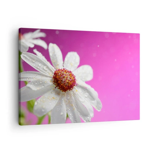 Canvastavla - Bild på duk - En vit prästkrage täckt med vattendroppar på en rosa bakgrund - 70x50cm - Sparsam i sin skönhet - Modern väggdekoration för vardagsrum och sovrum ARTTOR