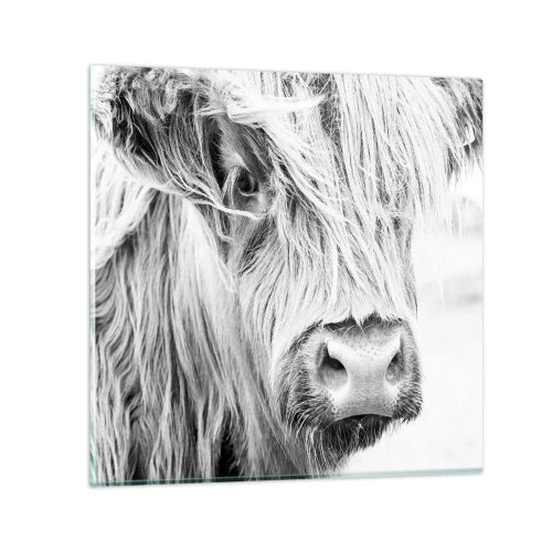 Glastavla - Bild på glas - Skotsk vildhet - 40x40 cm