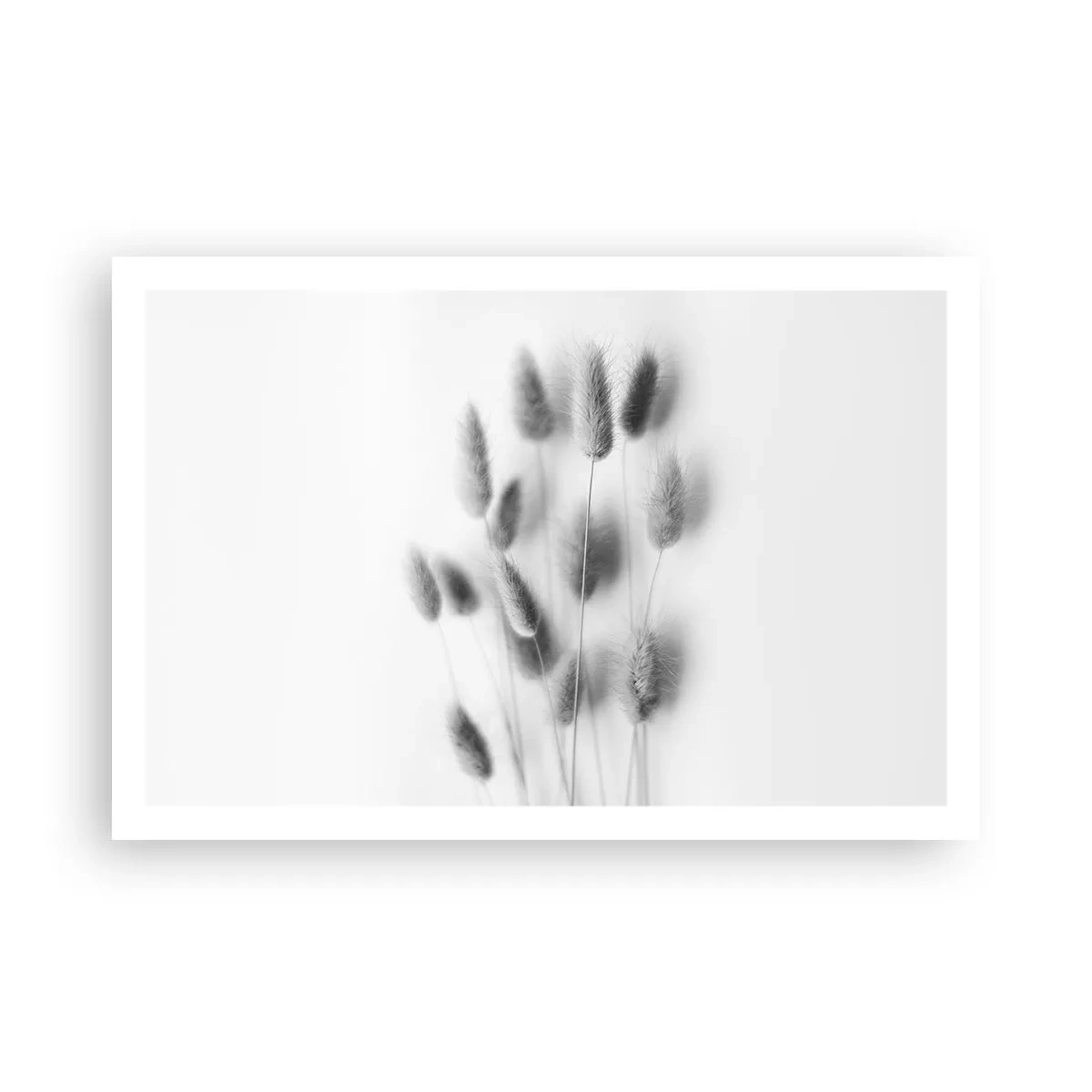 Affisch - Fluffigt gräs - 91x61 cm