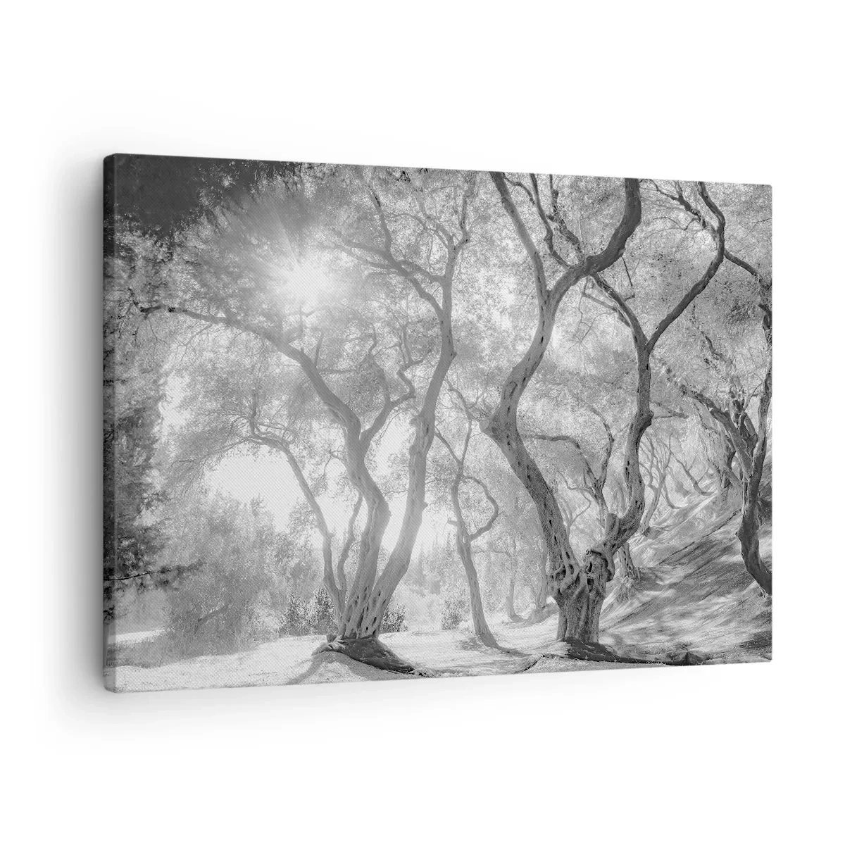 Canvastavla - Bild på duk - Svartvit vy av träd i en olivlund med solstrålar - 70x50cm - I en olivlund - Modern väggdekoration för vardagsrum och sovrum ARTTOR