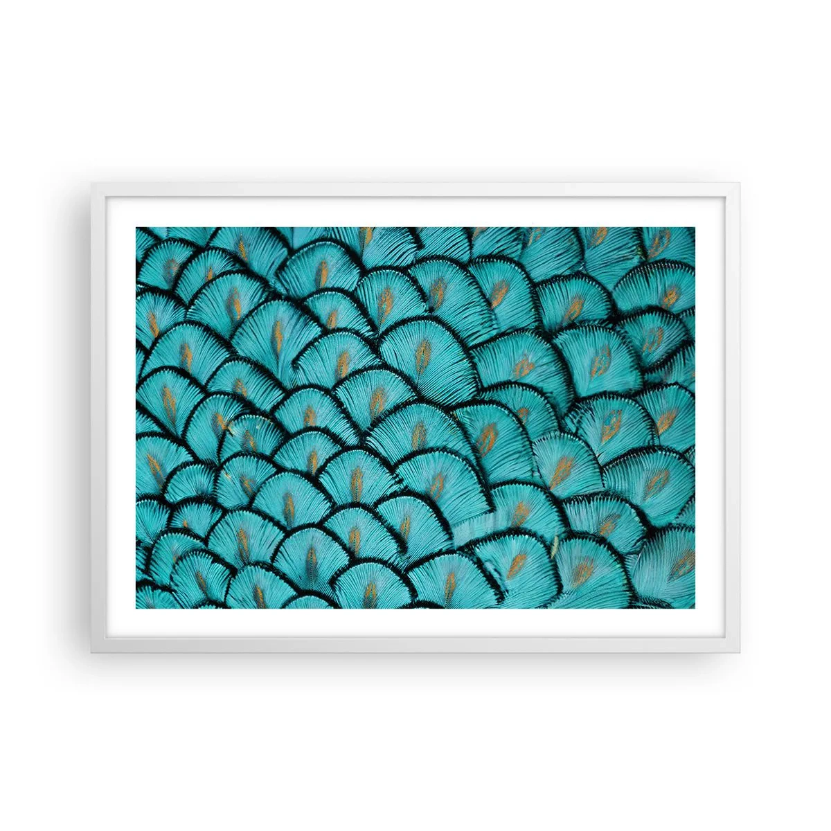 Affisch i vit ram - Den stora fjädergalan - 70x50 cm