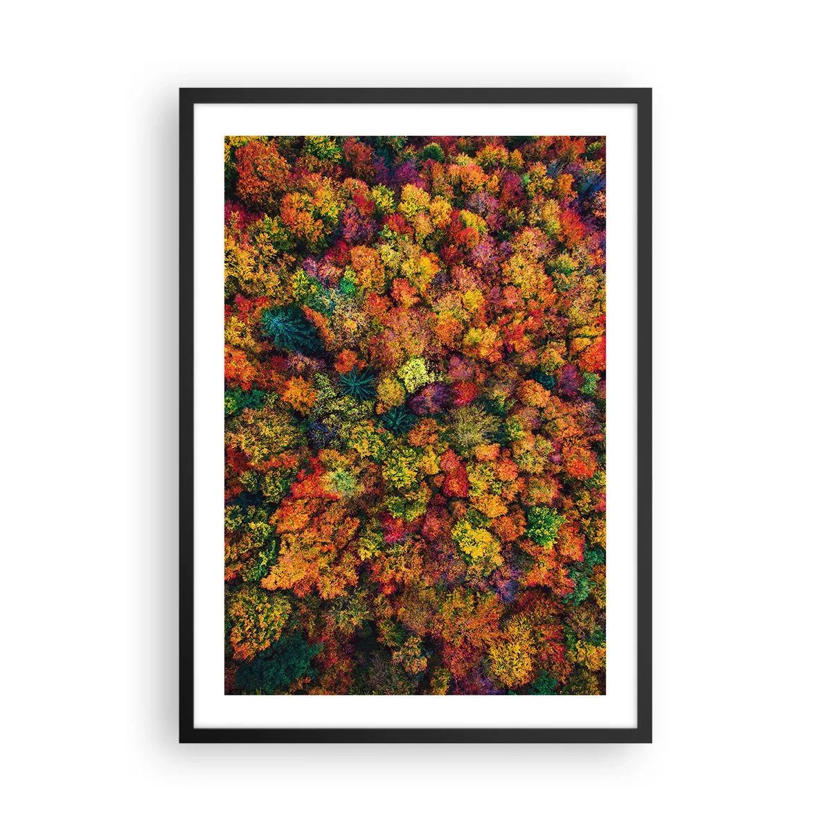Affisch i svart ram - En färgglad skog sedd från ett fågelperspektiv i sin höstliga palett - 50x70cm - Höstträdens bukett - Modern väggdekoration för vardagsrum och sovrum ARTTOR
