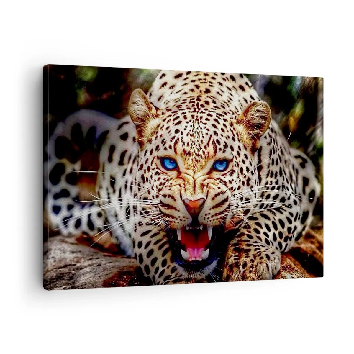 Canvastavla - Bild på duk - En hotfull leopard med intensiva blå ögon - 70x50cm - Ilska är dålig för skönheten - Modern väggdekoration för vardagsrum och sovrum ARTTOR