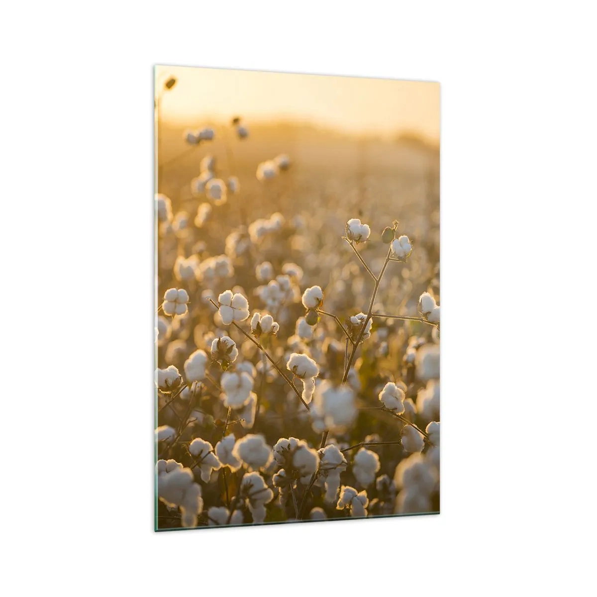 Glastavla - Bild på glas - Fluffigt fält - 70x100 cm