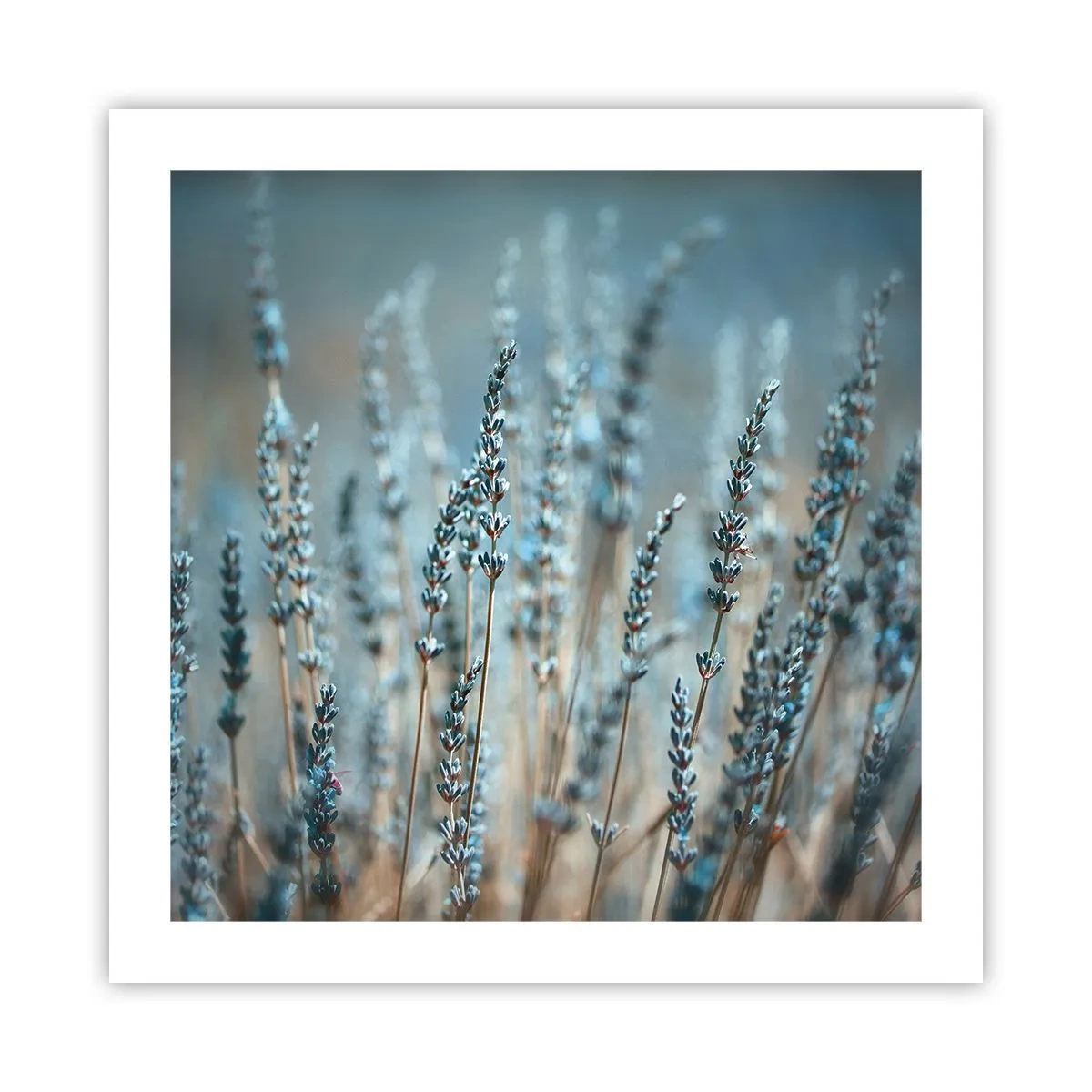Affisch - Doftande åkermark - 50x50 cm