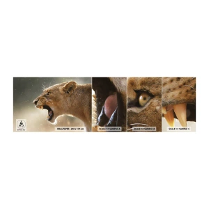 Provbit av självhäftande fototapet Deluxe Sticker - Försök att inte lyssna - Djur, Lejon, Afrika - 100x30 cm