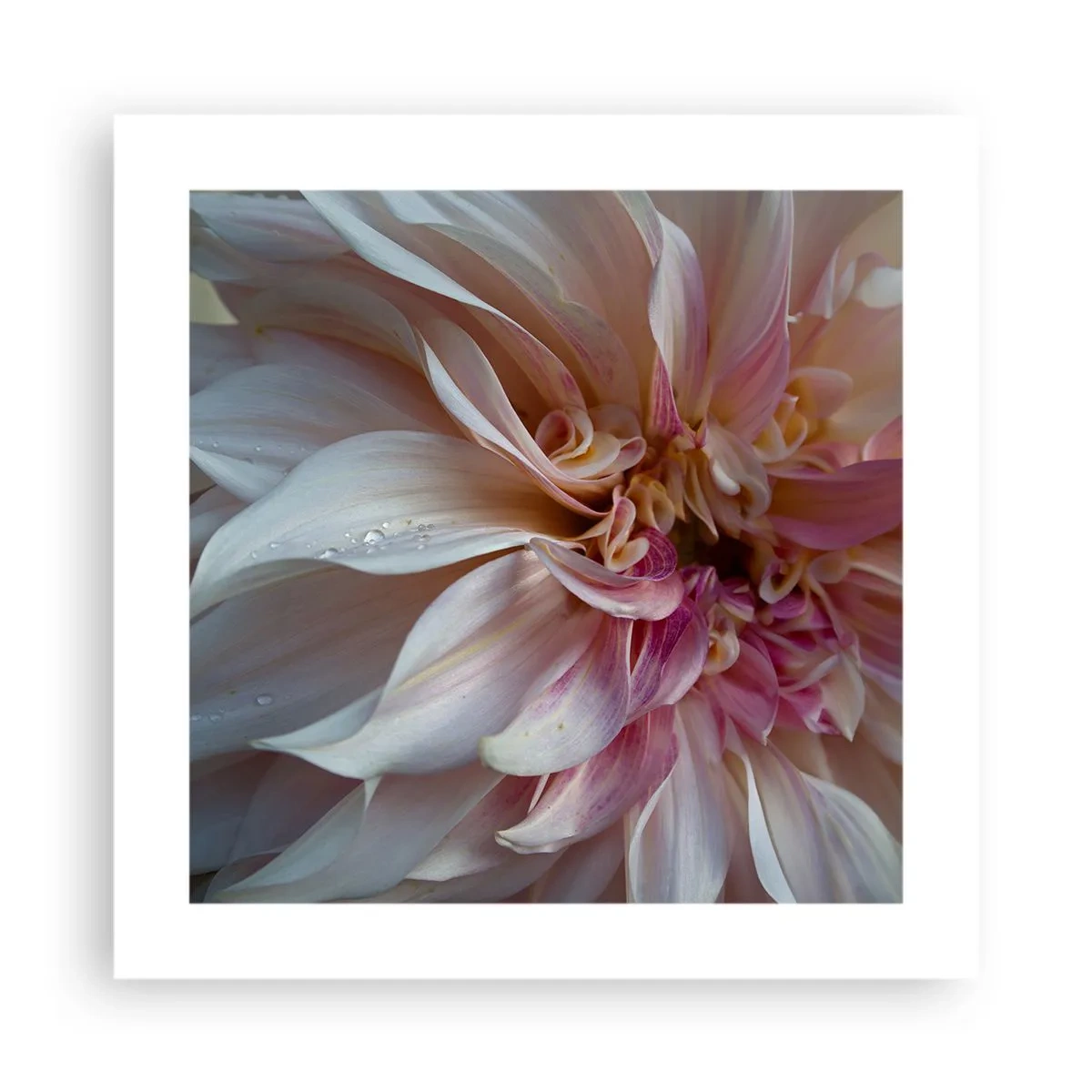 Affisch - Blommande friskhet - 40x40 cm