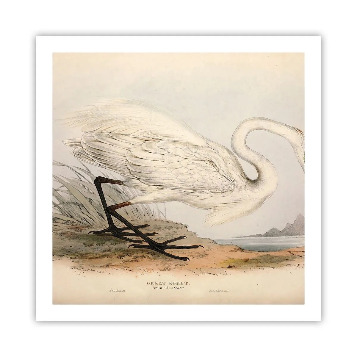 Affisch - En dam i vassen - 60x60 cm