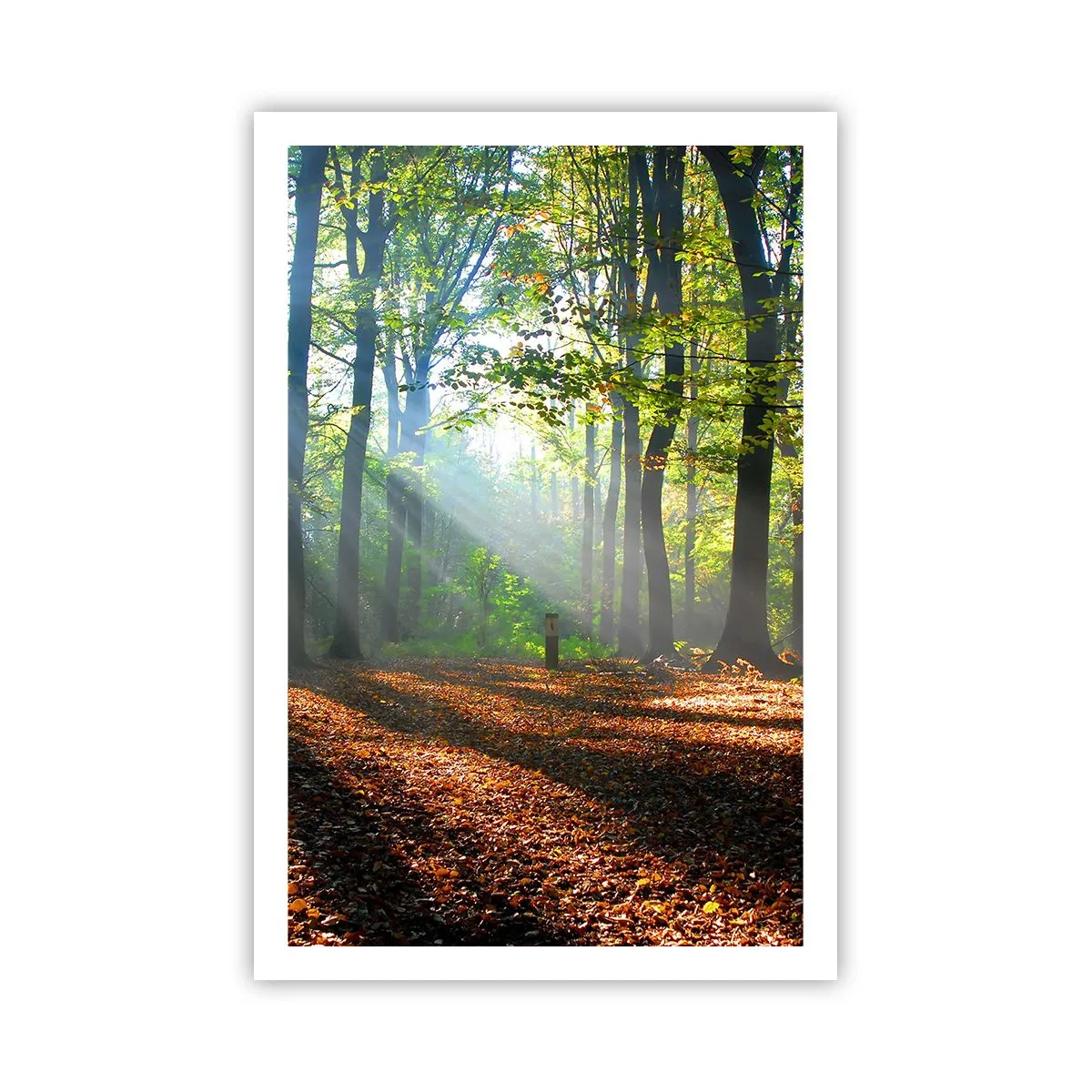 Affisch - Sken-och skuggspel - 61x91 cm