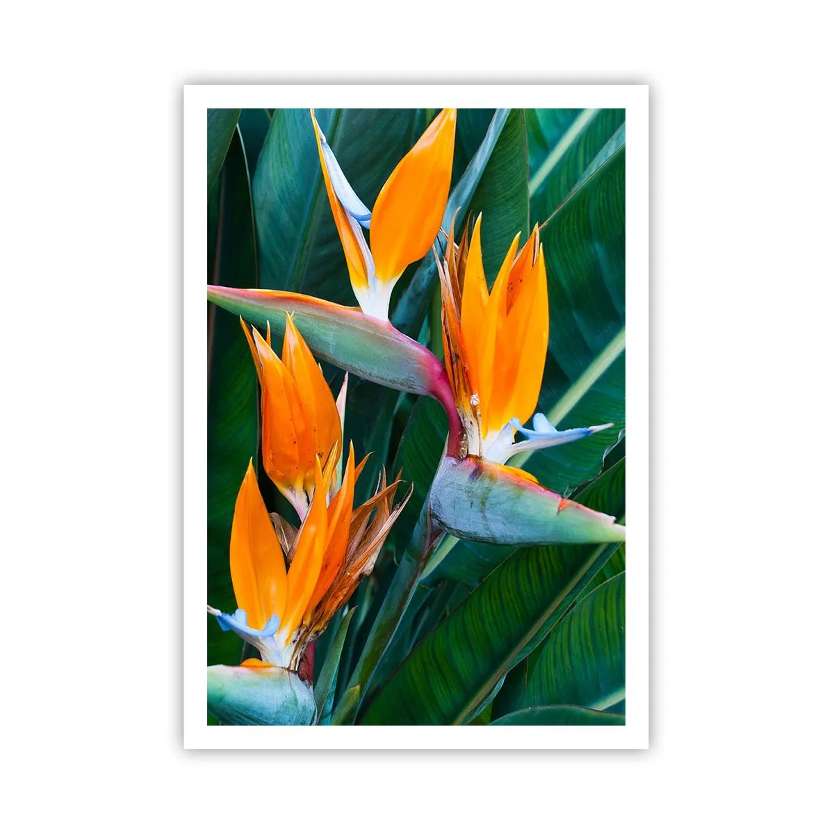 Affisch - Är det en blomma, eller en fågel? - 70x100 cm