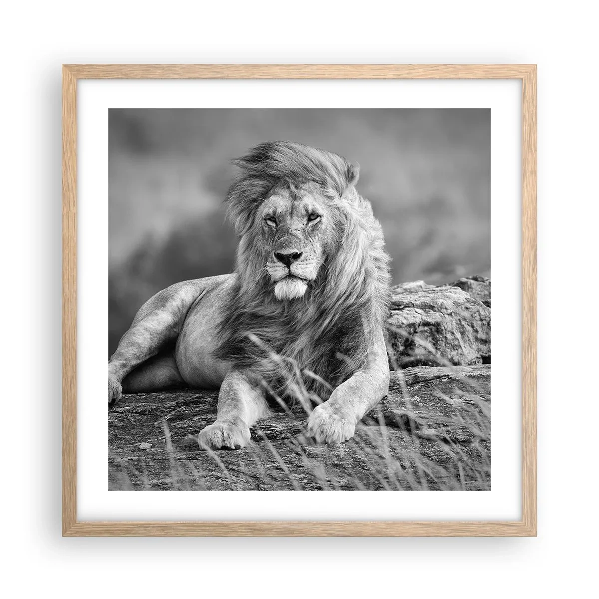 Affisch i ram av ljusek - Kunglig siesta - 50x50 cm