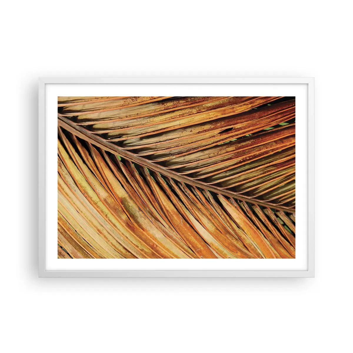 Affisch i vit ram - Kokosguld - 70x50 cm