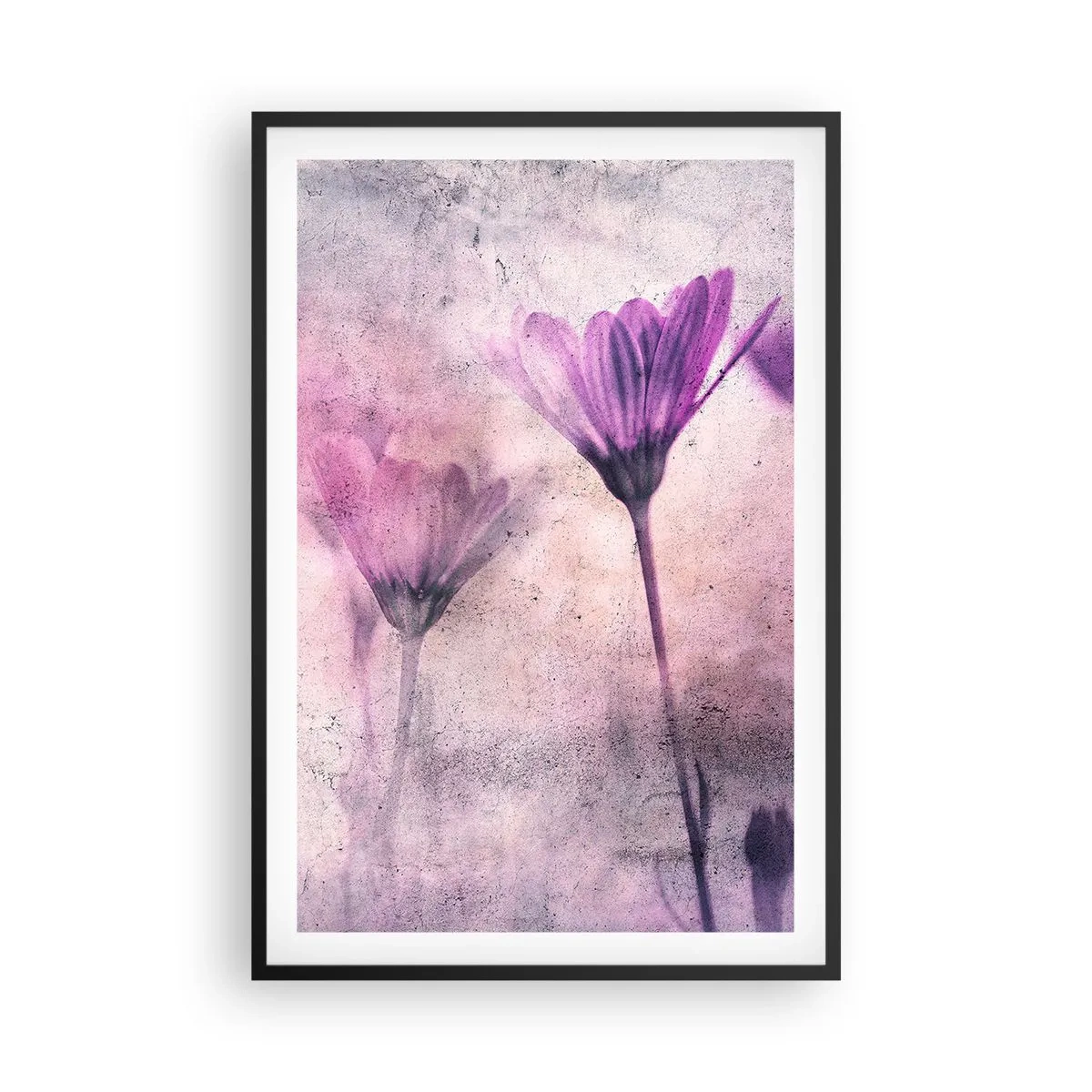 Affisch i svart ram - Blommornas sömn - 61x91 cm