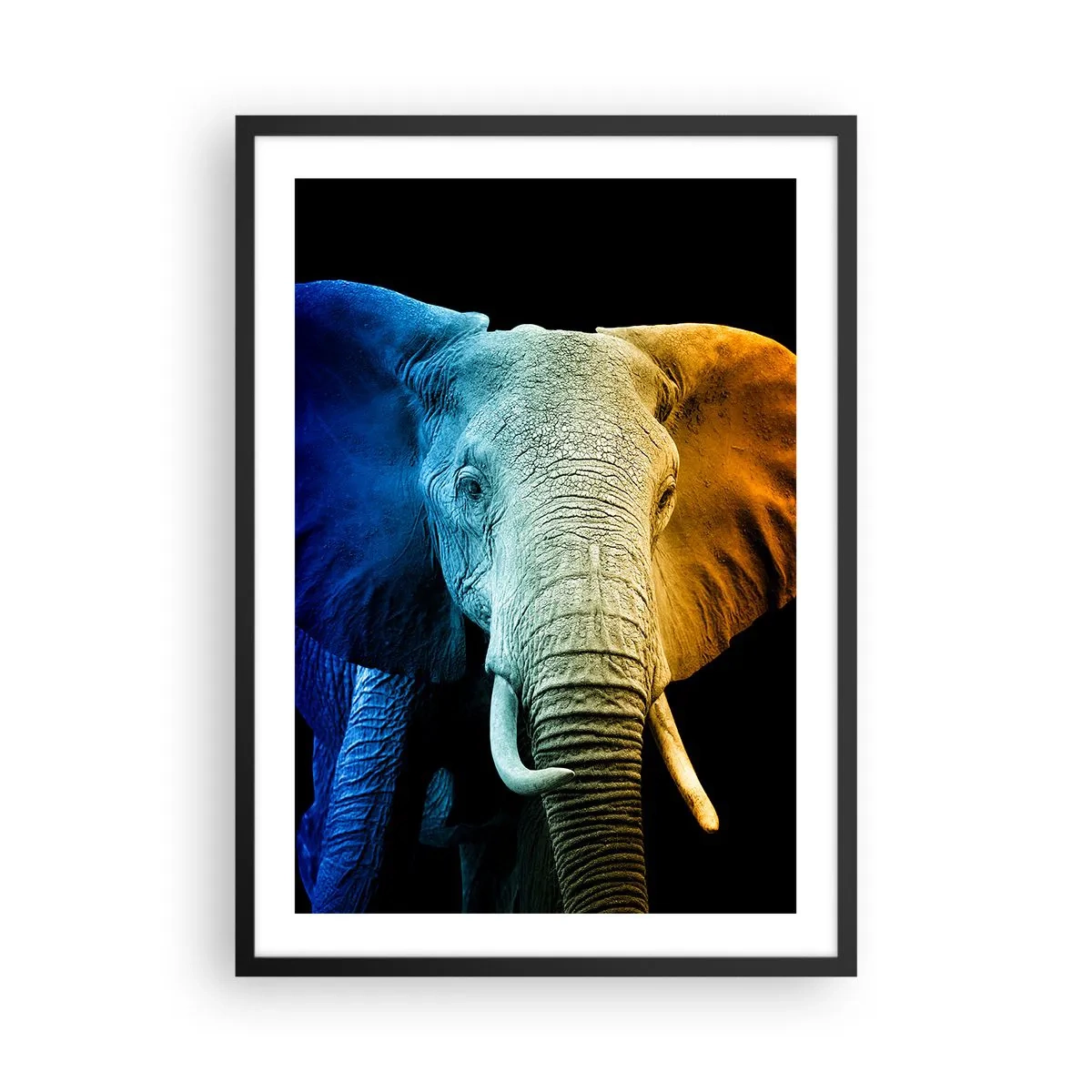 Affisch i svart ram - En färgglad bild av en elefant mot svart bakgrund - 50x70cm - Excentriker, ej kuf - Modern väggdekoration för vardagsrum och sovrum ARTTOR