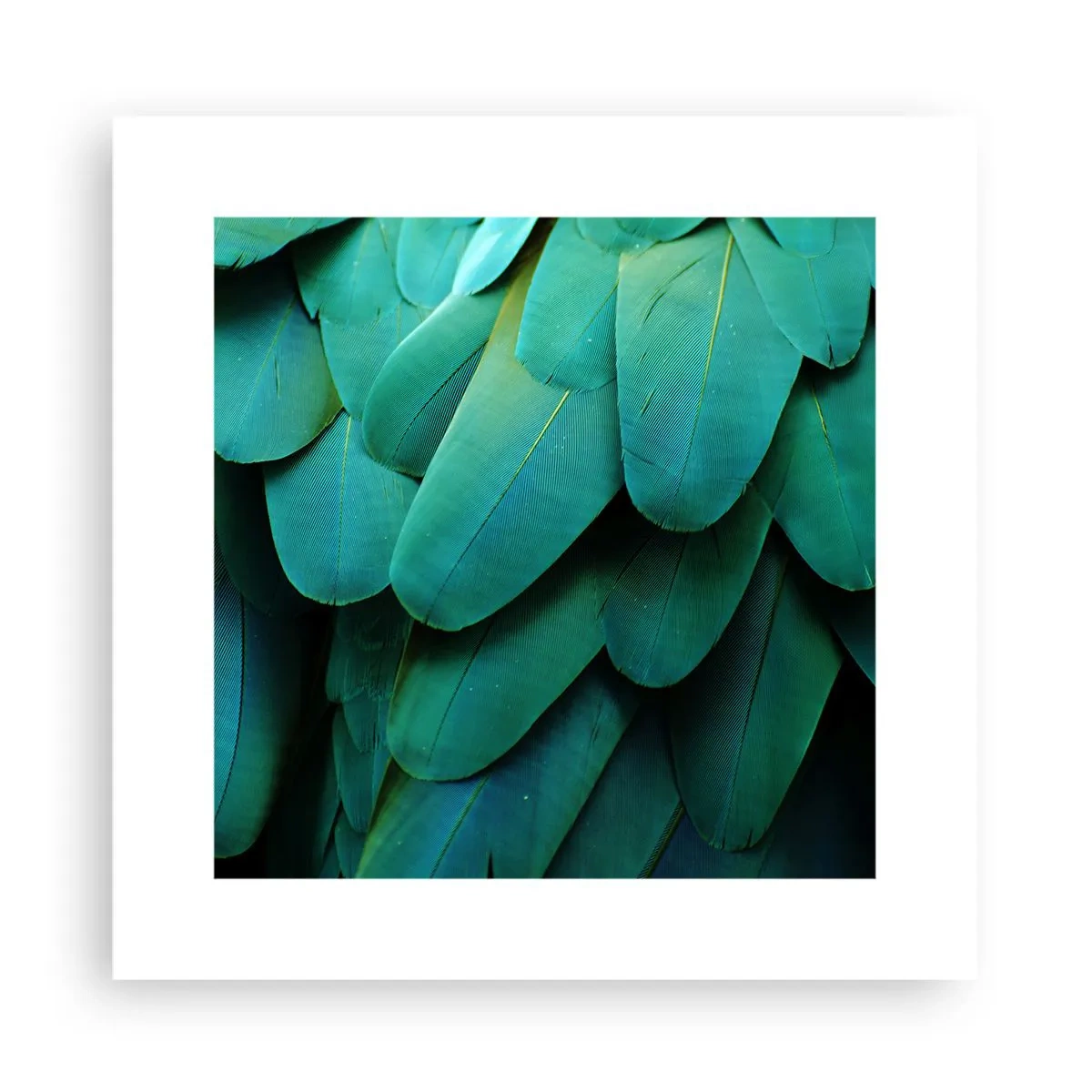 Affisch - Precision av papegojans natur - 30x30 cm