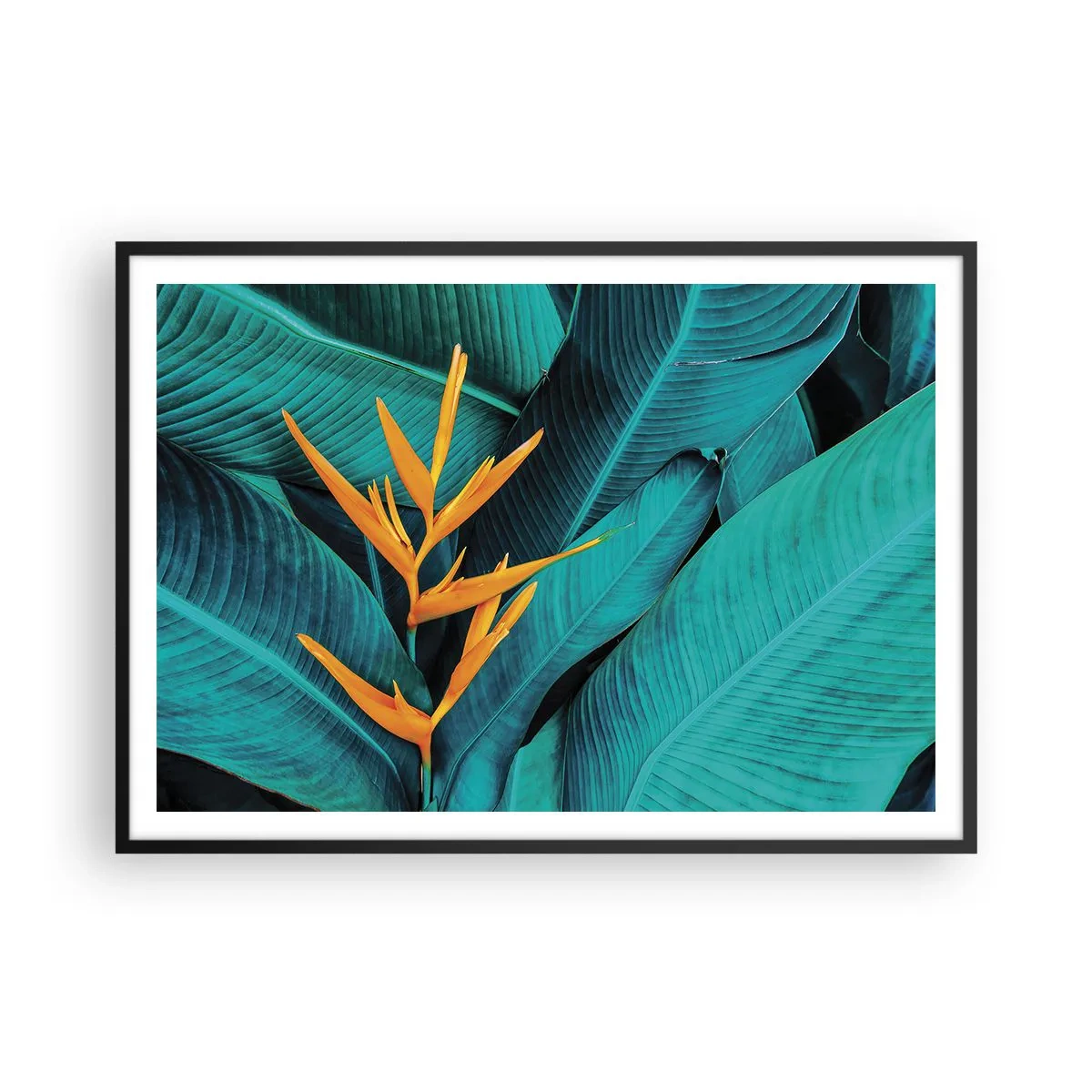 Affisch i svart ram - Edens blomma - 100x70 cm