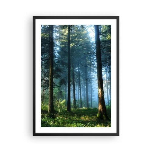 Affisch i svart ram - Barrskog i morgonsolen och lätt dimma - 50x70cm - Strålande på morgonen - Modern väggdekoration för vardagsrum och sovrum ARTTOR