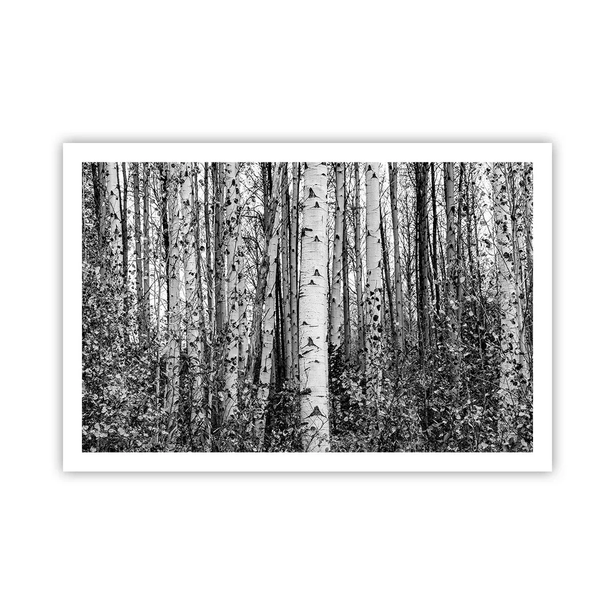 Affisch - Björkpelargång - 91x61 cm