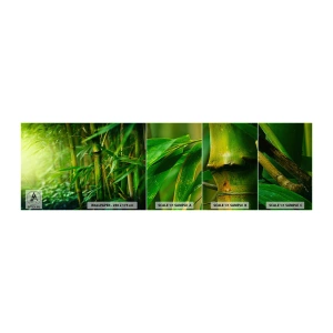 Fototapet Prov Standard Eco - Lär känna grönskan i sig - Växt, Bambu, Djungel - 100x30 cm