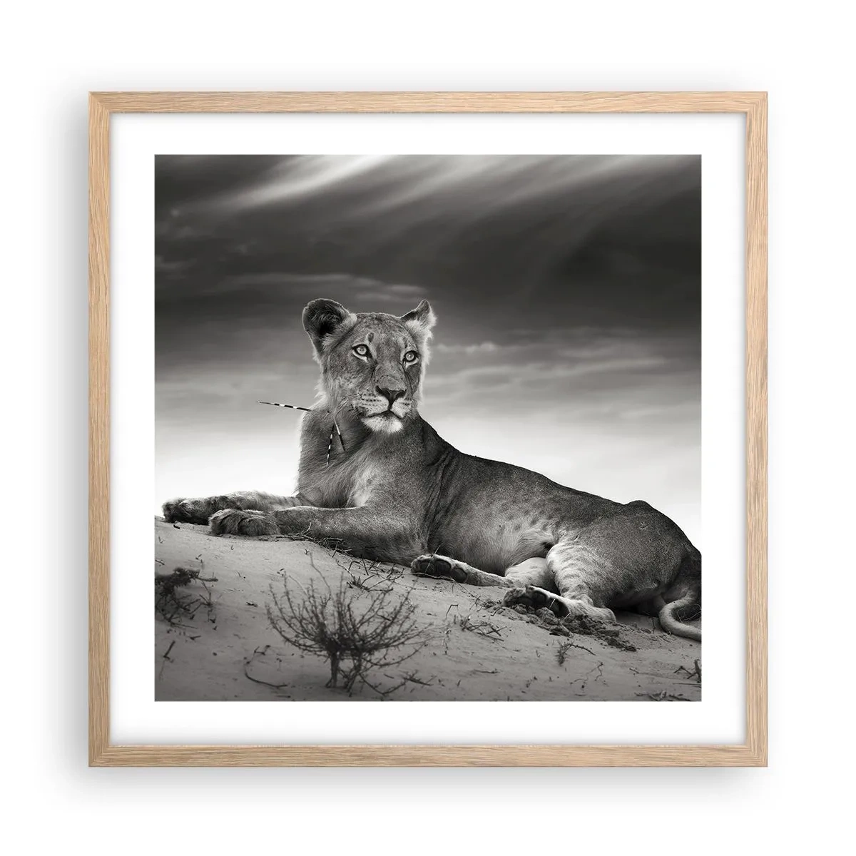 Affisch i ram av ljusek - Öknens drottnings vila - 50x50 cm