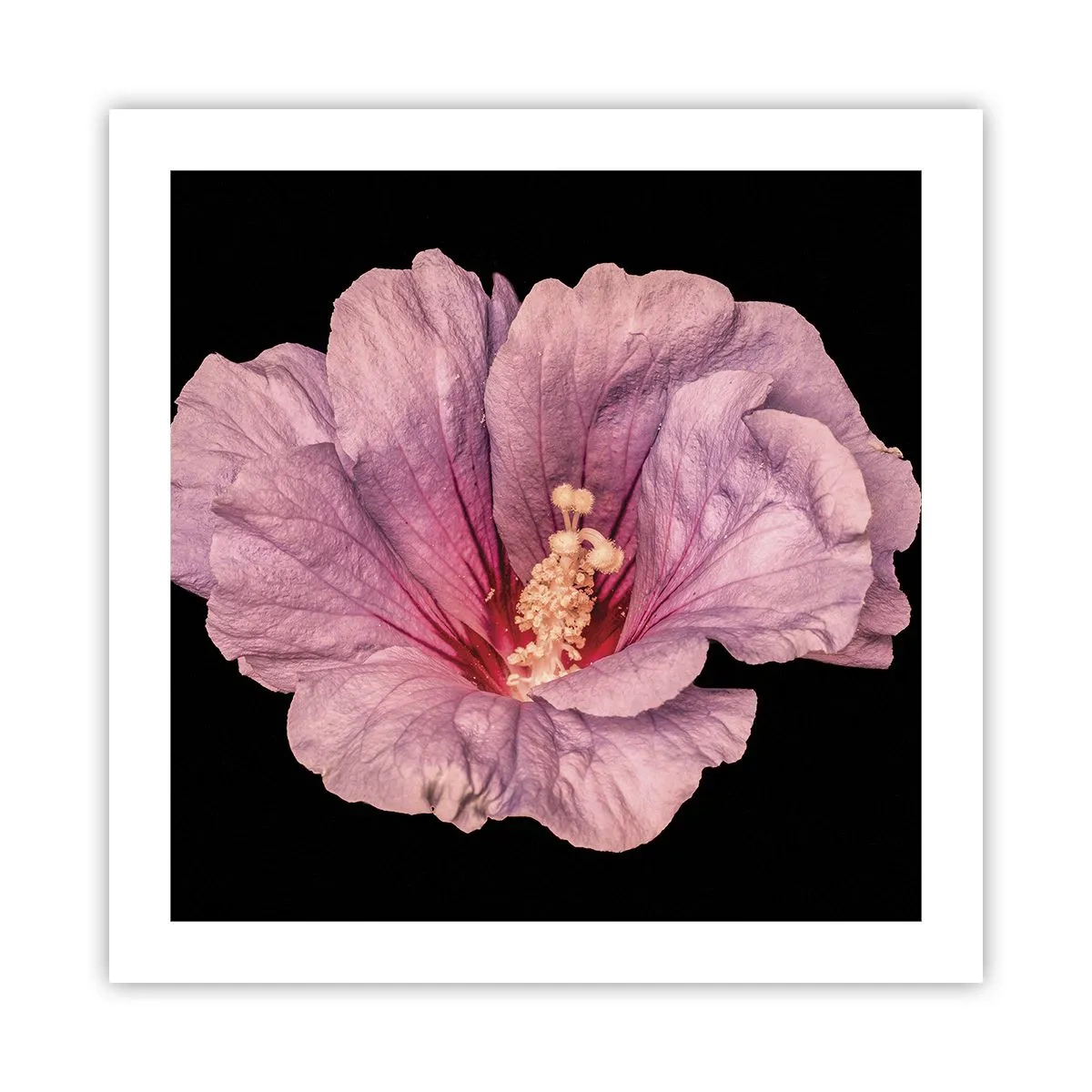 Affisch - Rakt till hjärtat - 50x50 cm