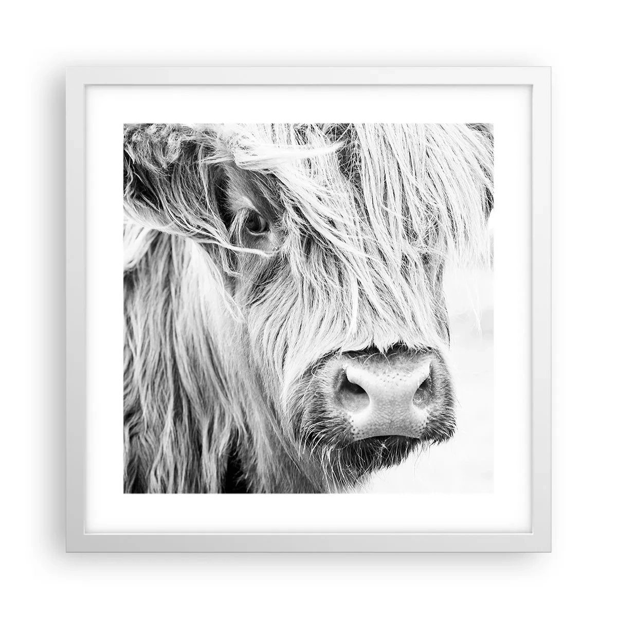 Affisch i vit ram - Skotsk vildhet - 40x40 cm