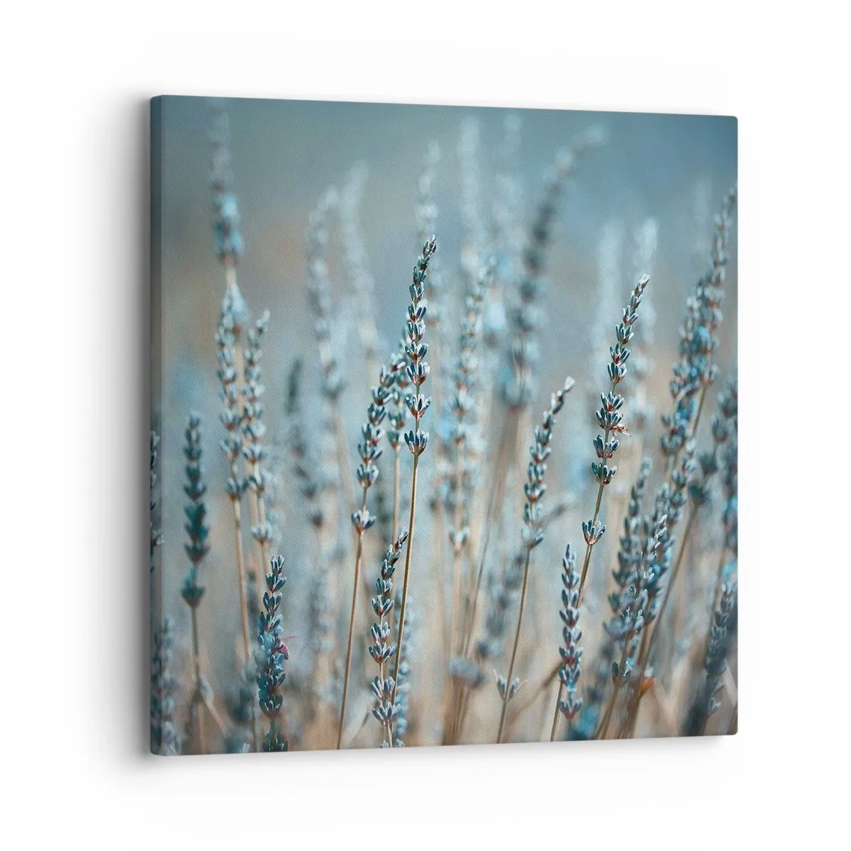 Canvastavla - Bild på duk - Doftande åkermark - 30x30 cm