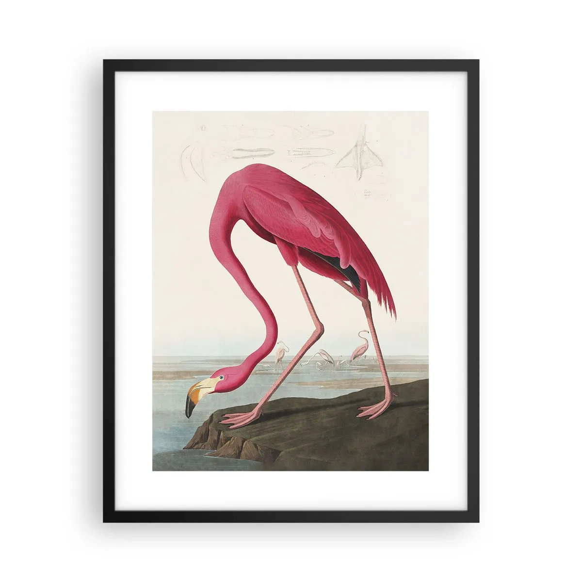 Affisch i svart ram - Underlig varelse - 40x50 cm