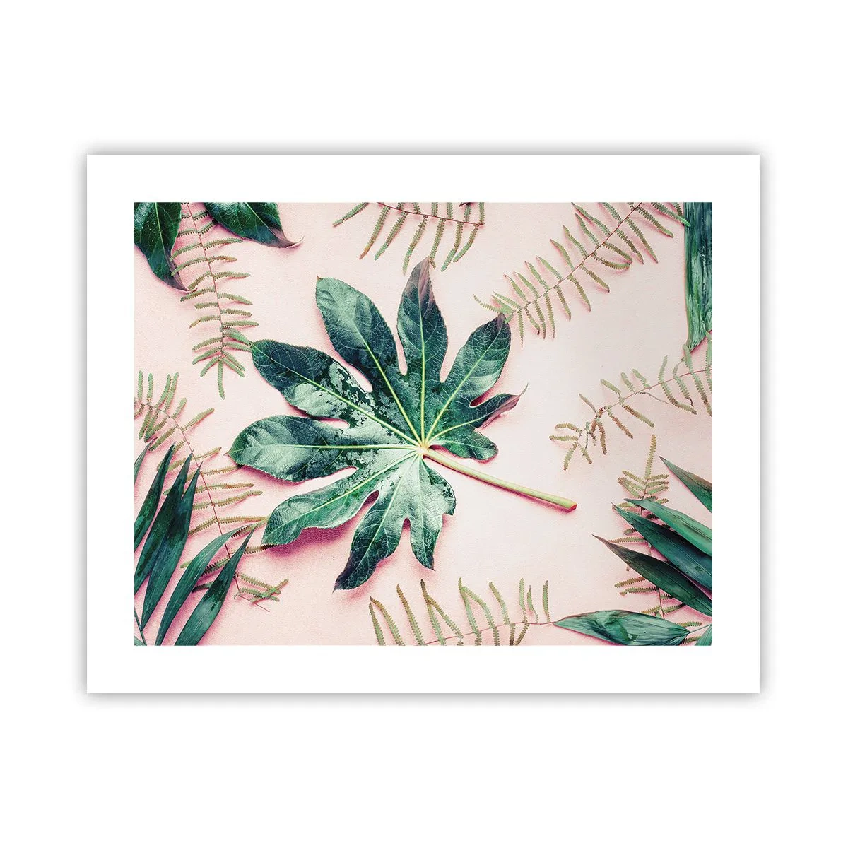 Affisch - Grönskans studie mot rosa bakgrund - 50x40 cm