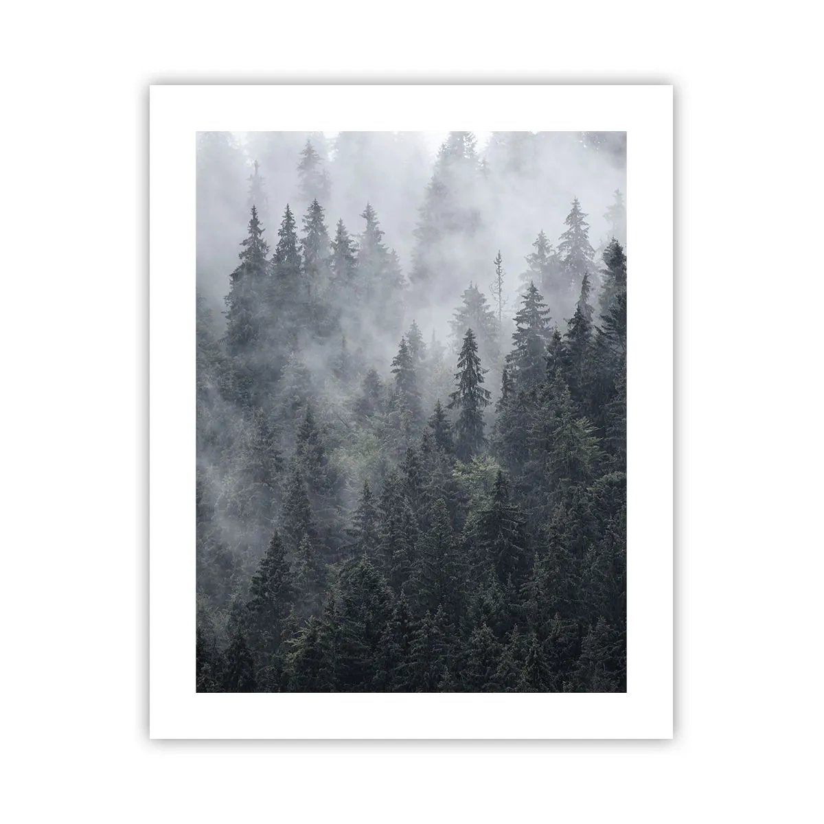 Affisch - Gryning i skogen - 40x50 cm