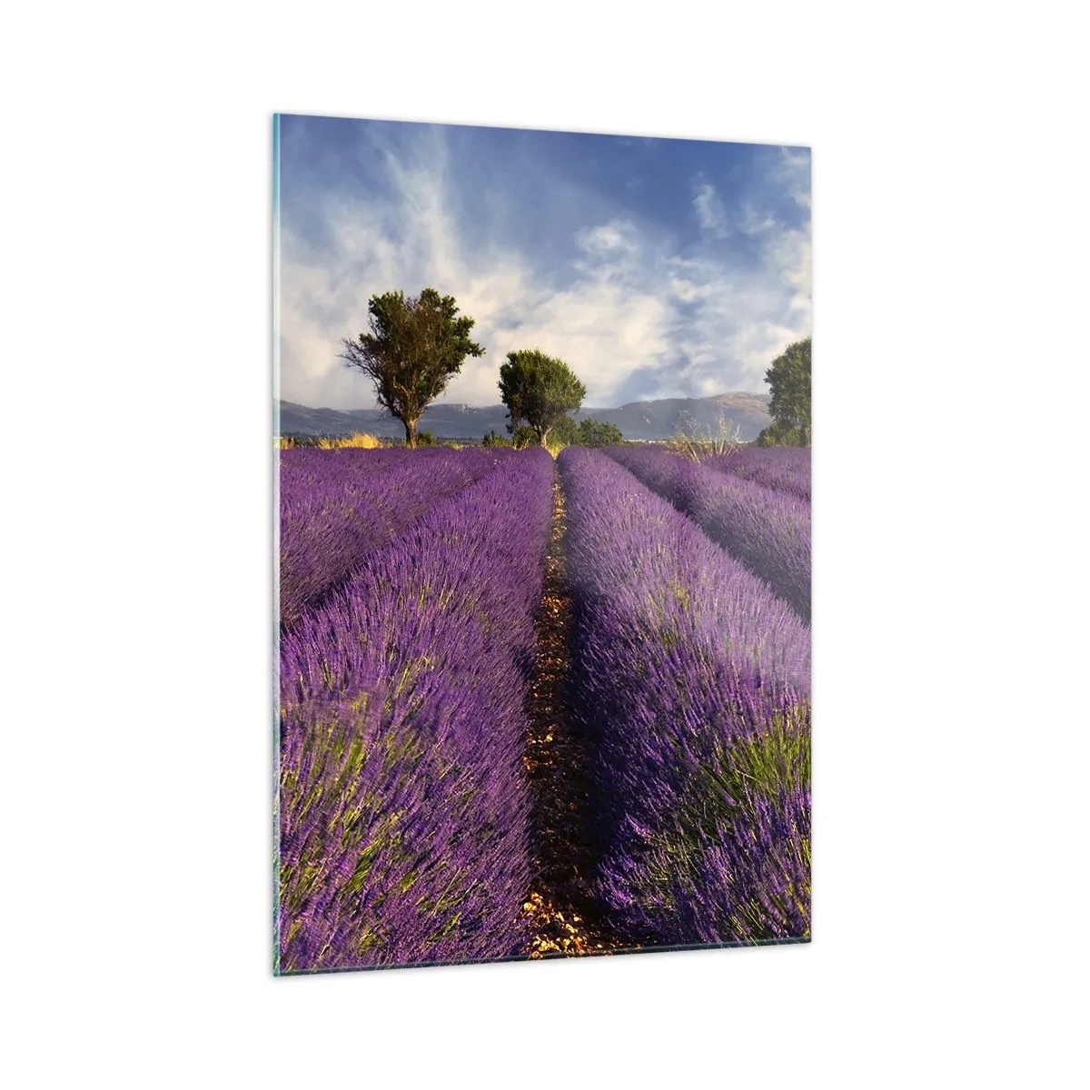 Glastavla - Bild på glas - Lavendelrader - 50x70 cm