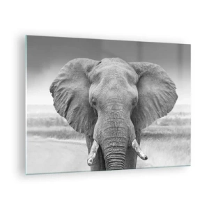 Glastavla - Bild på glas - Svartvitt porträtt av en elefant i savannen - 70x50cm - Välkommen till min värld - Modern väggdekoration för vardagsrum och sovrum ARTTOR