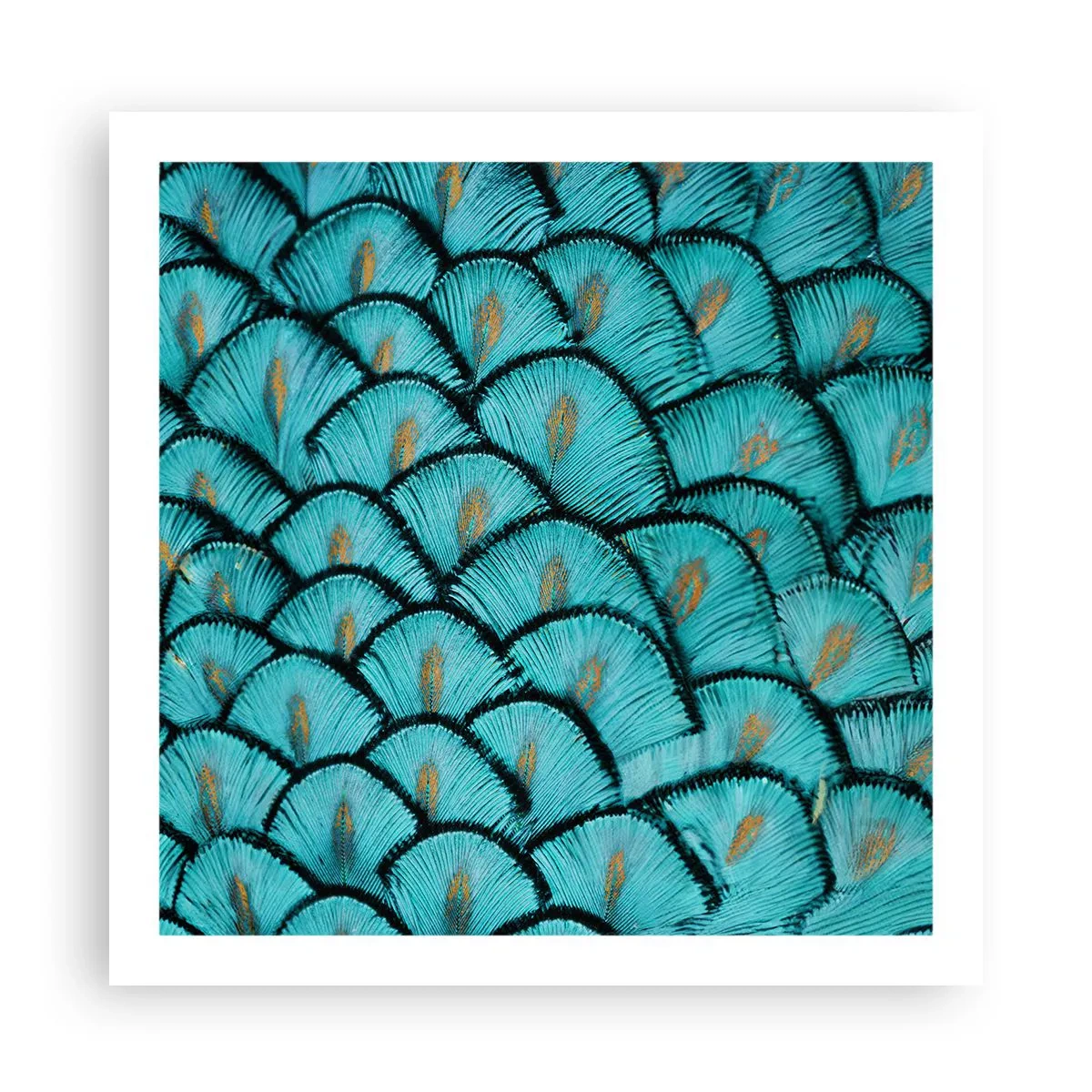 Affisch - Den stora fjädergalan - 60x60 cm