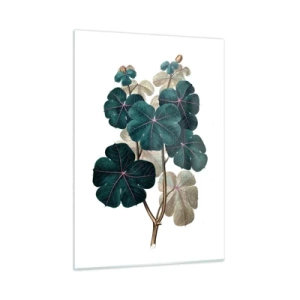 Glastavla - Bild på glas - Från ett gammalt herbarium - 50x70 cm