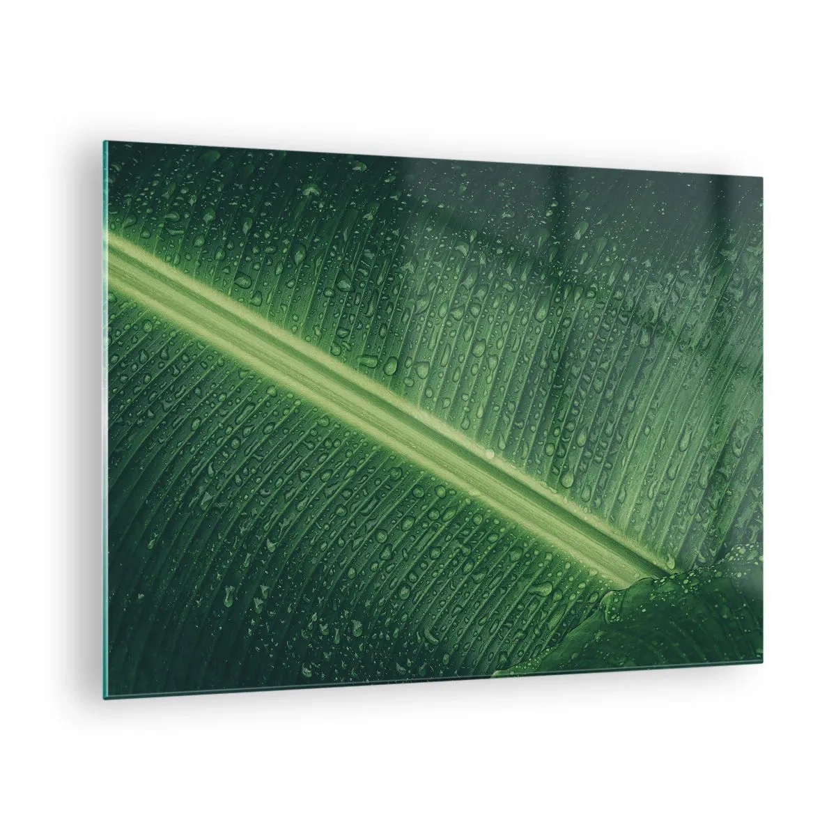 Glastavla - Bild på glas - Närbild av ett grönt blad med vattendroppar - 70x50cm - Grönskans struktur - Modern väggdekoration för vardagsrum och sovrum ARTTOR