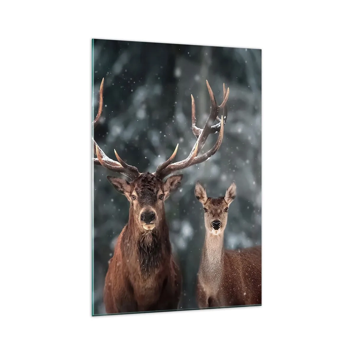 Glastavla - Bild på glas - Skogens herre med hustrun - 70x100 cm