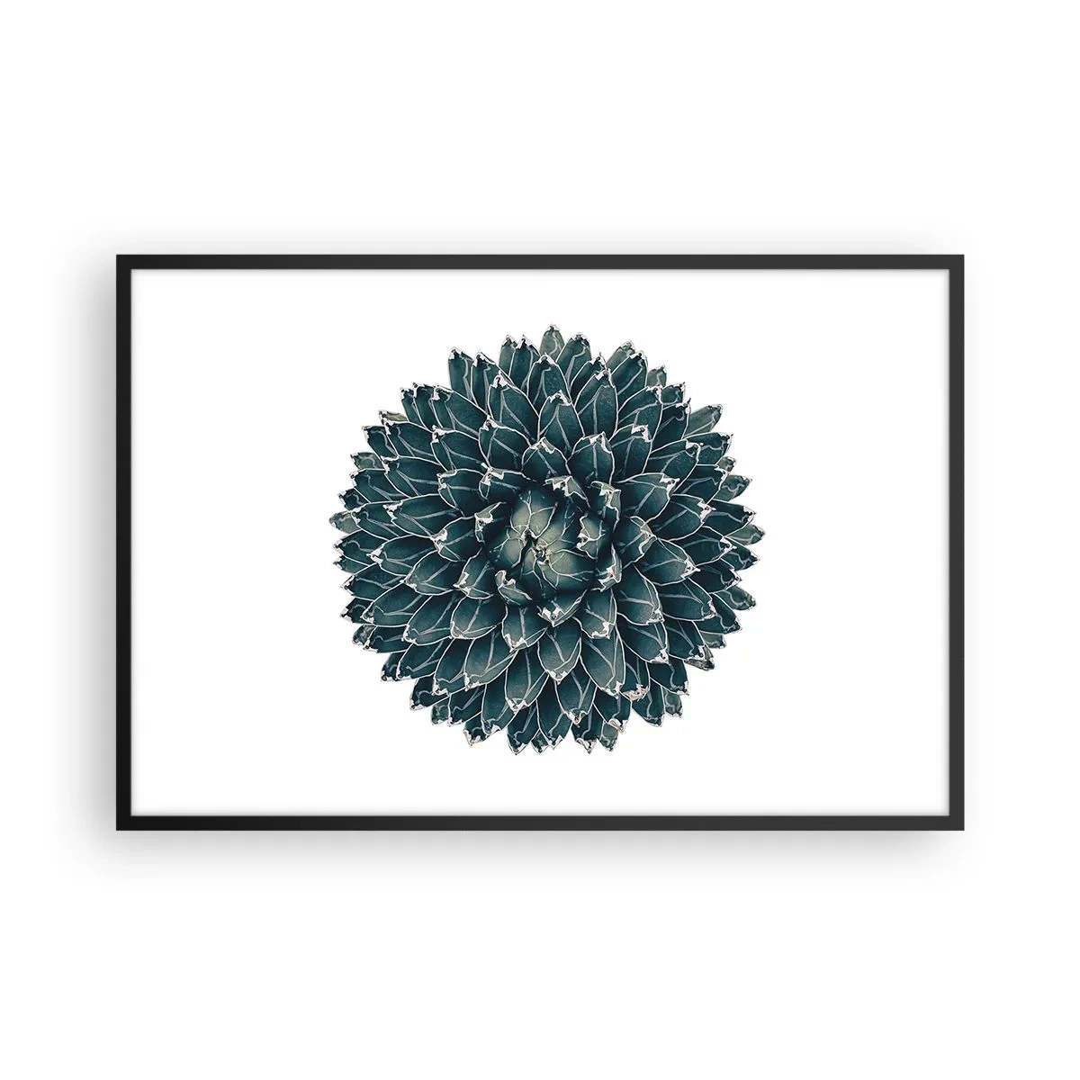 Affisch i svart ram - Öknens stjärna - 91x61 cm